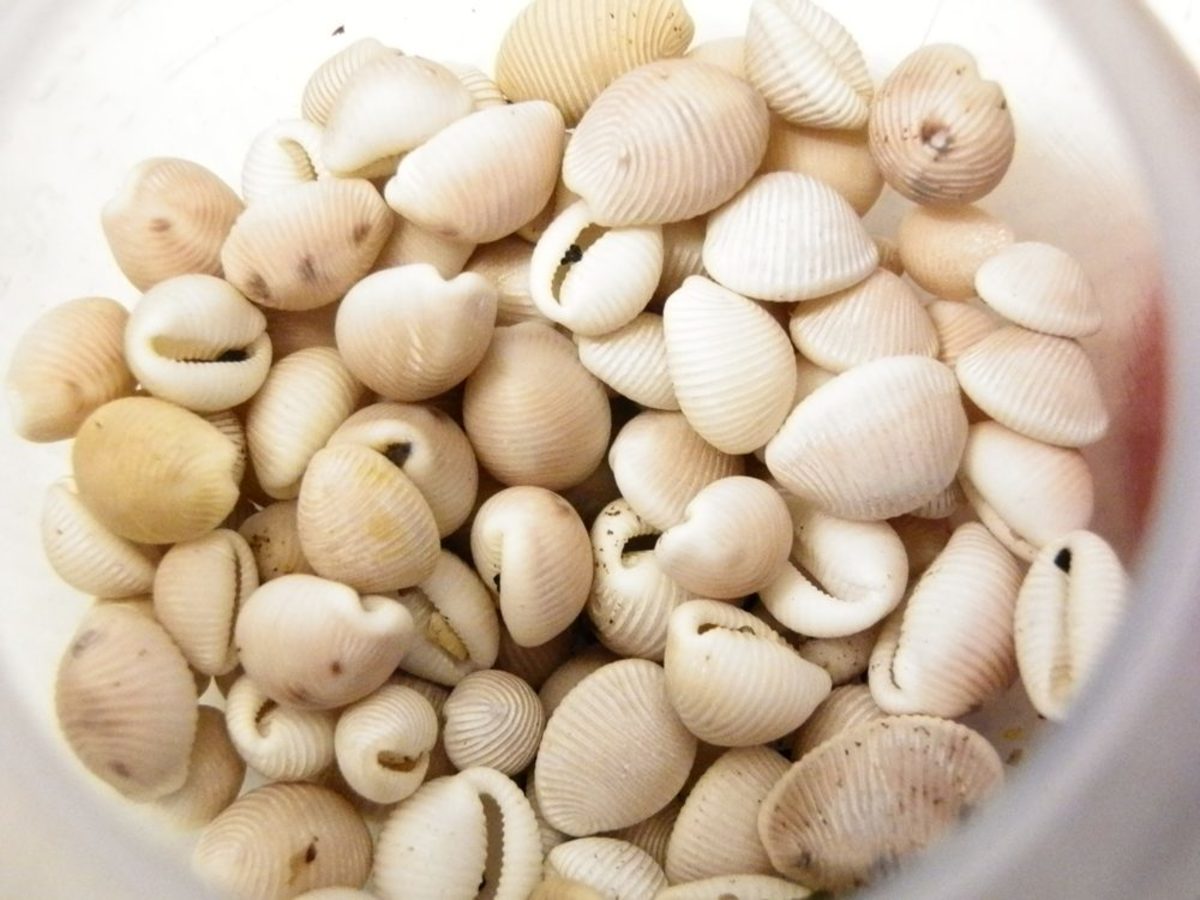 collection of cowries