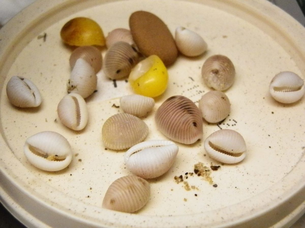 some cowries mixed with some other small beach shells