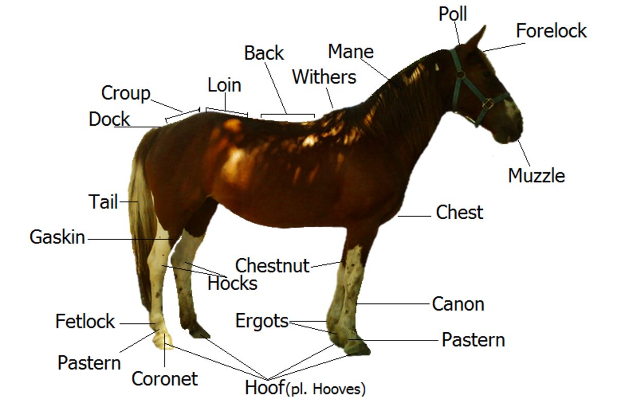 Equestrian Words