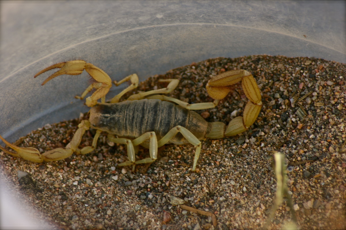 Our Arizona Giant Desert Hairy Scorpion:  from Pest to Pet