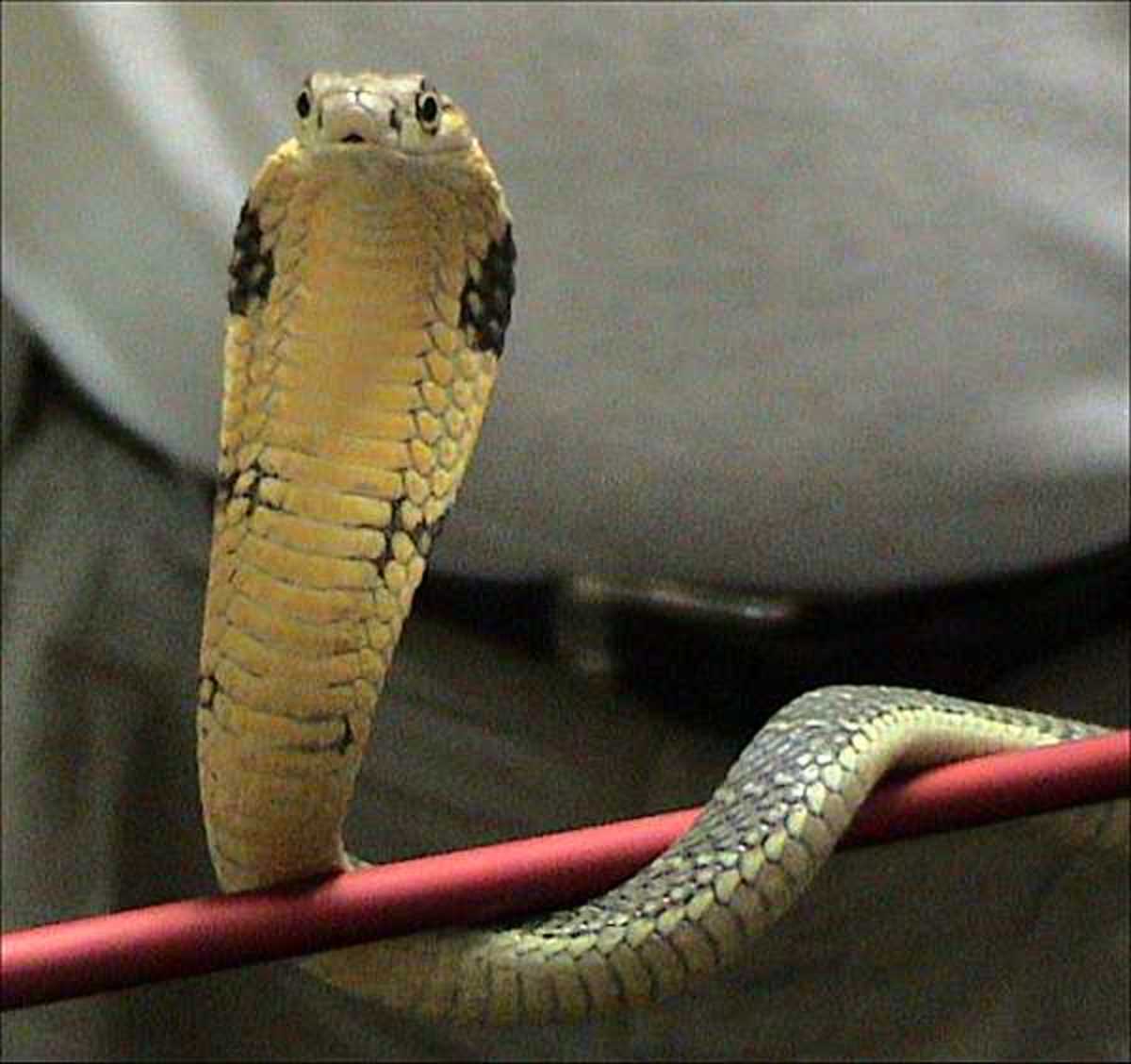 snakes-of-kerala
