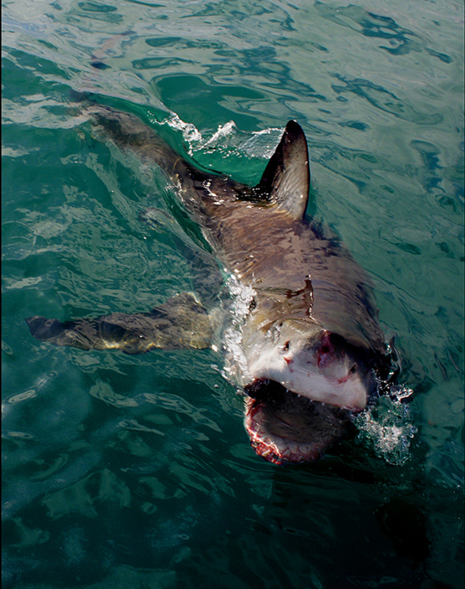 Shark Attacks 2013