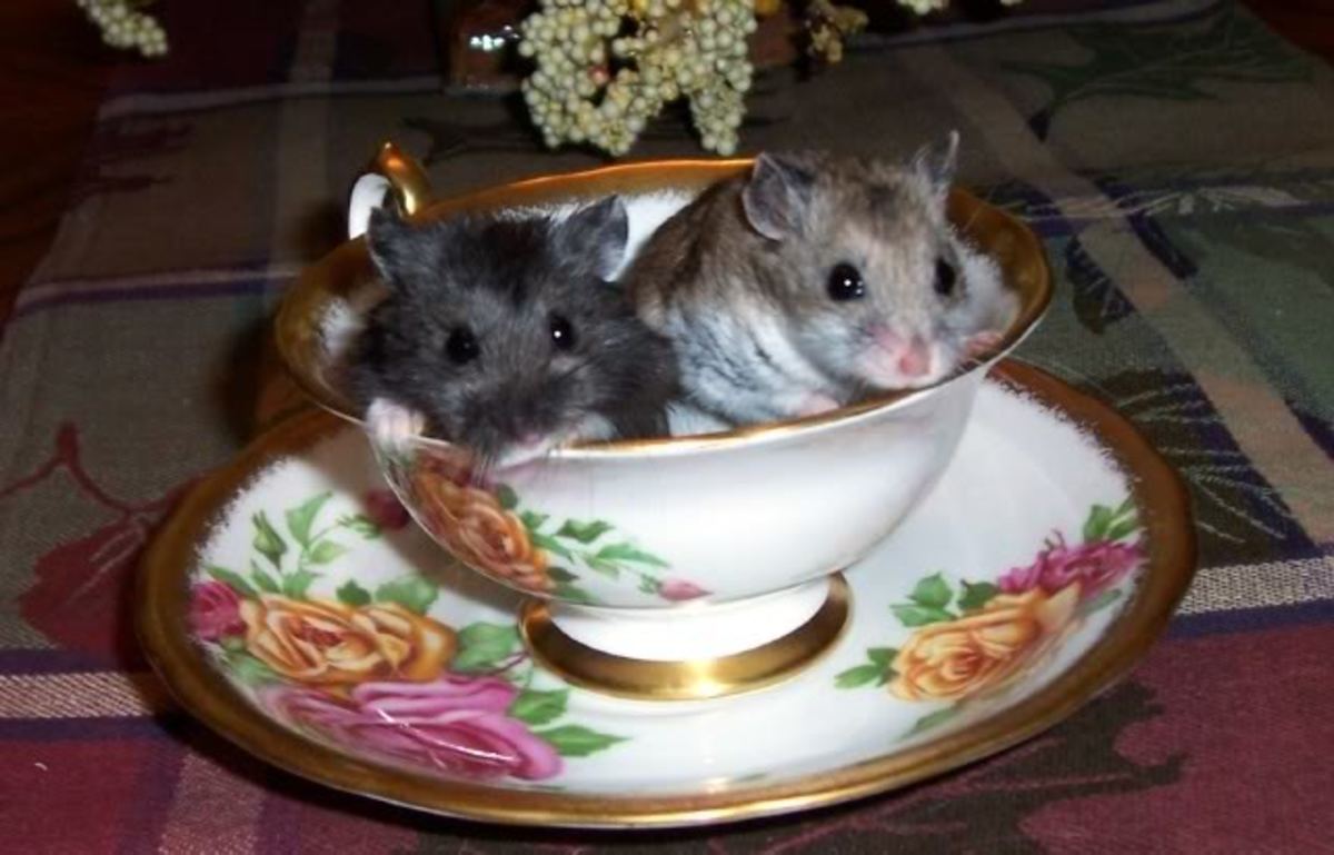 How to Get Over Your Fear of Hamsters HubPages