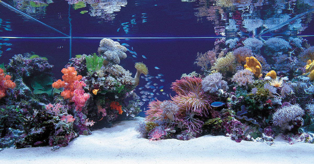 beginners-guide-to-saltwater-aquariums