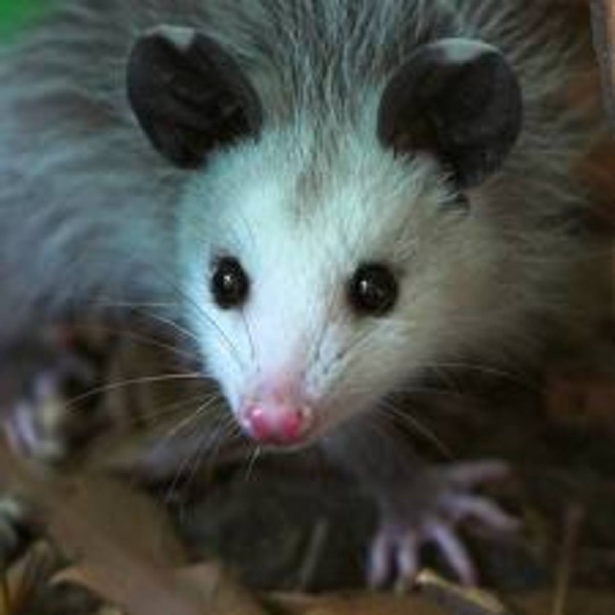 Facts About Possums ~~ They Are Not Throw Away Animals
