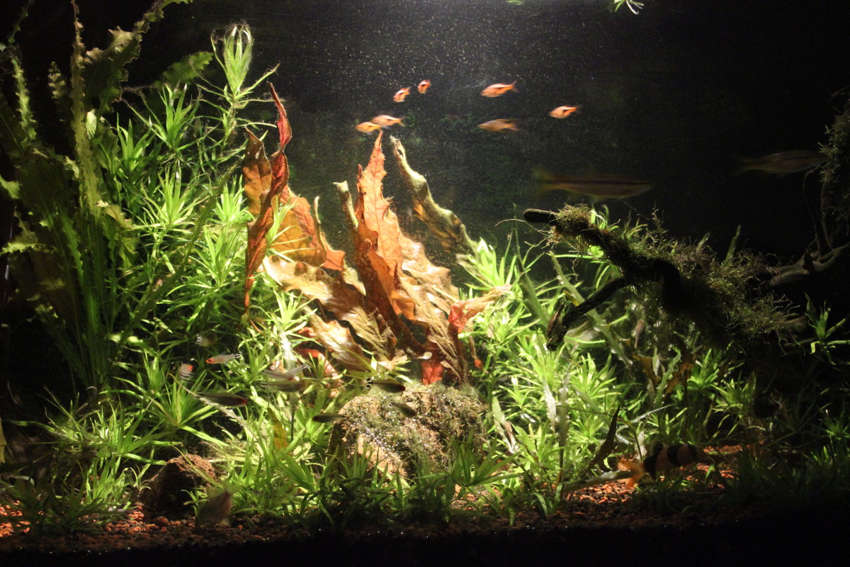 Before: My Amazon biotope tank with a black background.