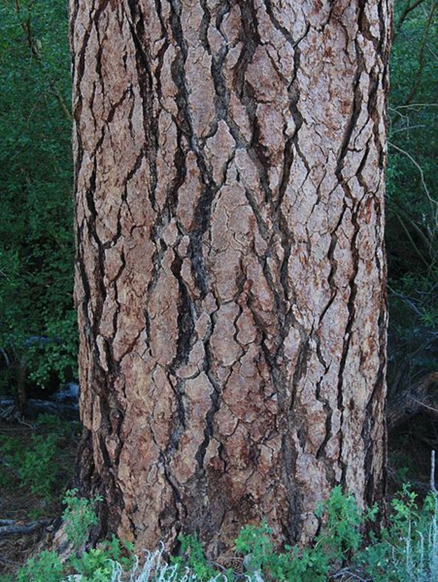 Jeffrey Pine trunk and bark.