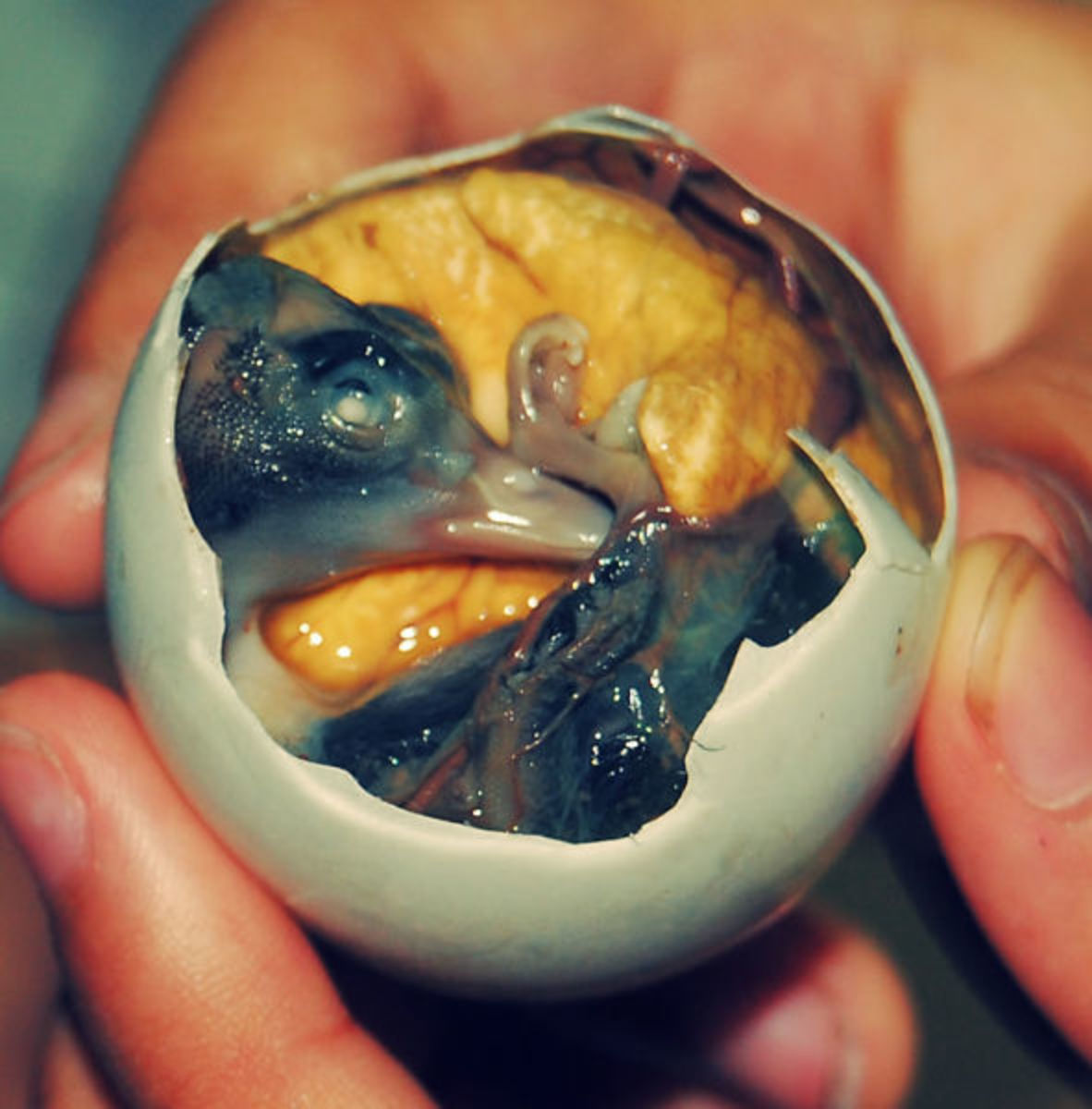 Balut, Phillippines -alut is a “snack” consisting in a half-fertilized duck or chicken egg, served with a little salt after being boiled. One can find it all over the streets and markets of Philippines, Vietnam, Laos and Cambodia and it is as popular