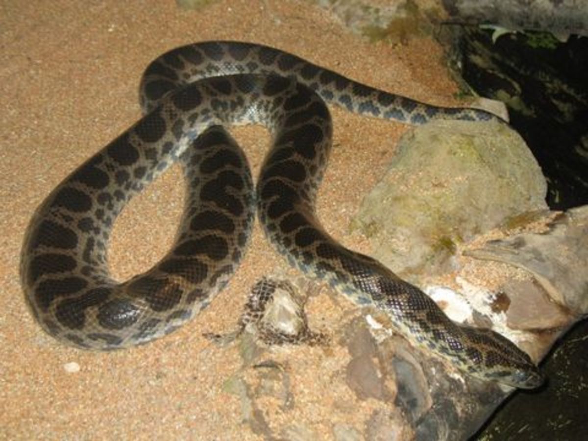 Dark spotted Anaconda