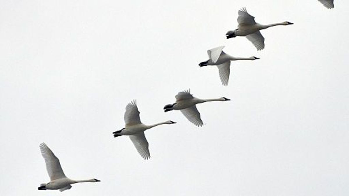 saving-trumpeter-swans-at-lonesome-lake