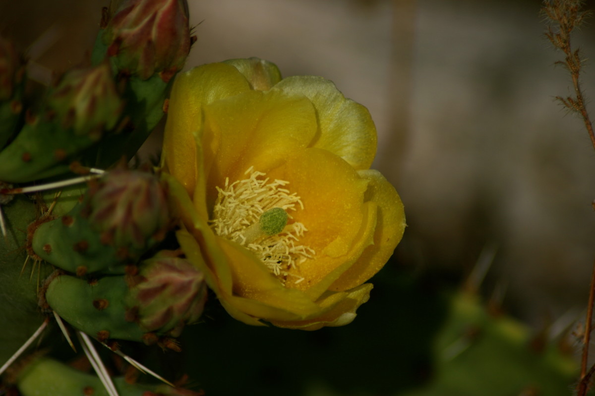 The diversity of colors found in the prickly pear blooms makes for a mixed palette.