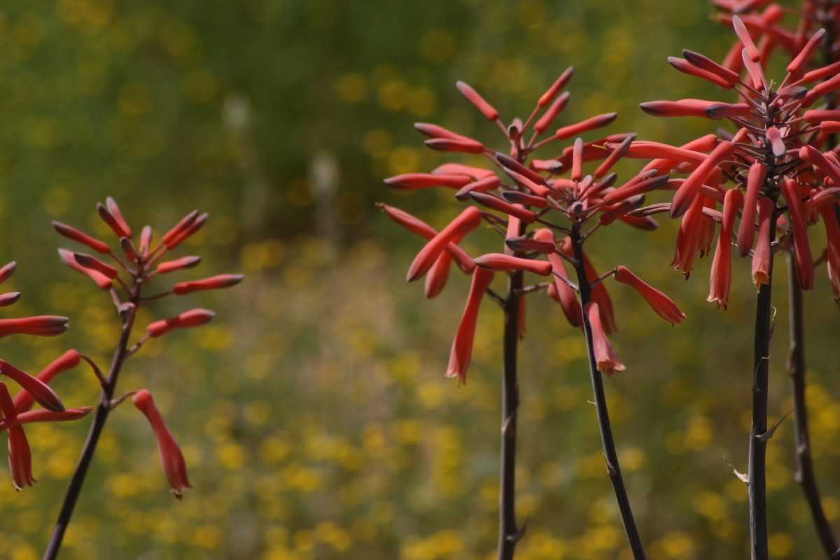 The non-native aloe medicinalis sets a striking profile against the blooming pineapple weed.