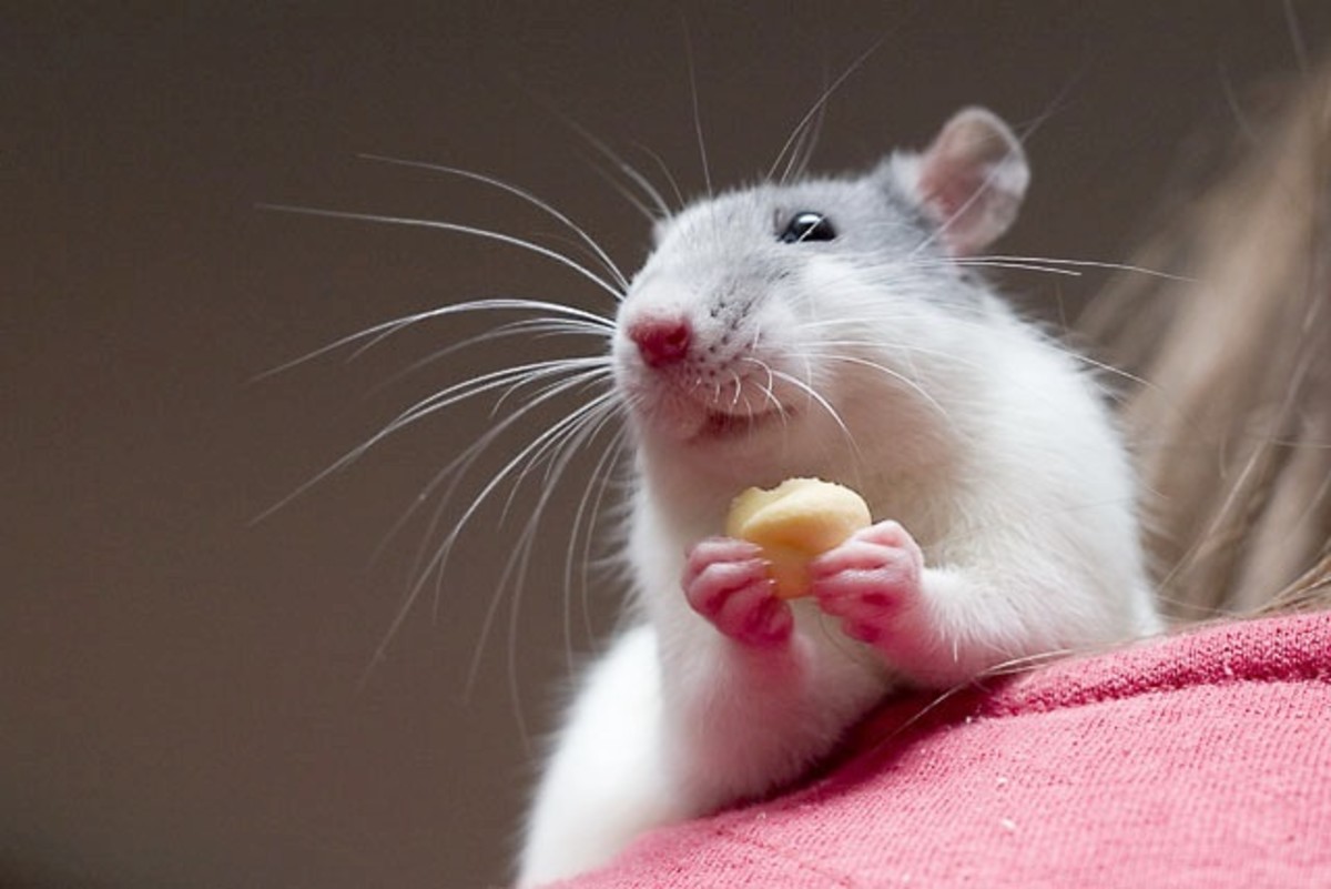 Hydrogen sulfide has helped rats with a disorder resembling Parkinson's disease.