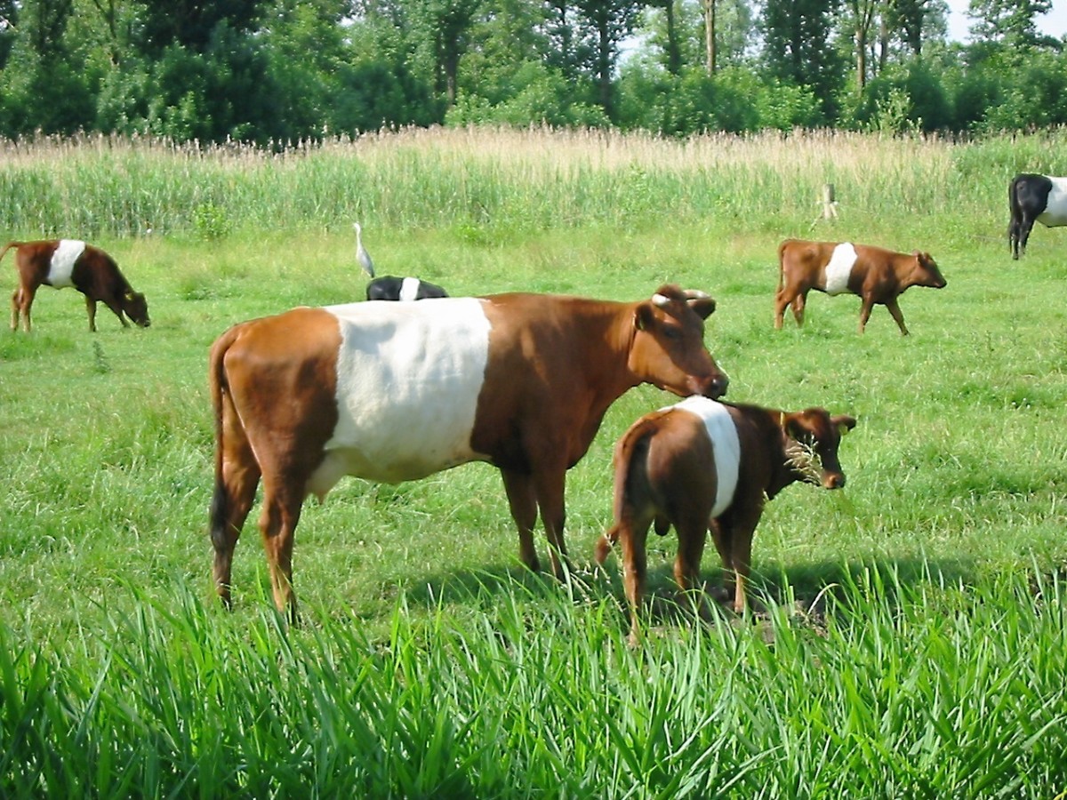 Farm animals produce a lot of manure, which needs to be removed periodically. When bacteria decompose manure, they often produce hydrogen sulfide.