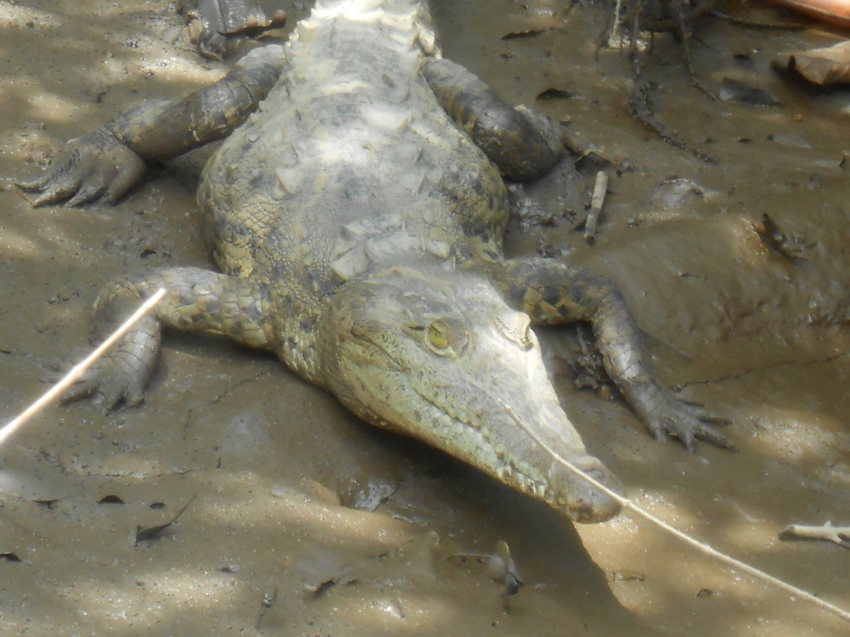 Crocodile in Costa Rica on the eco cruise.