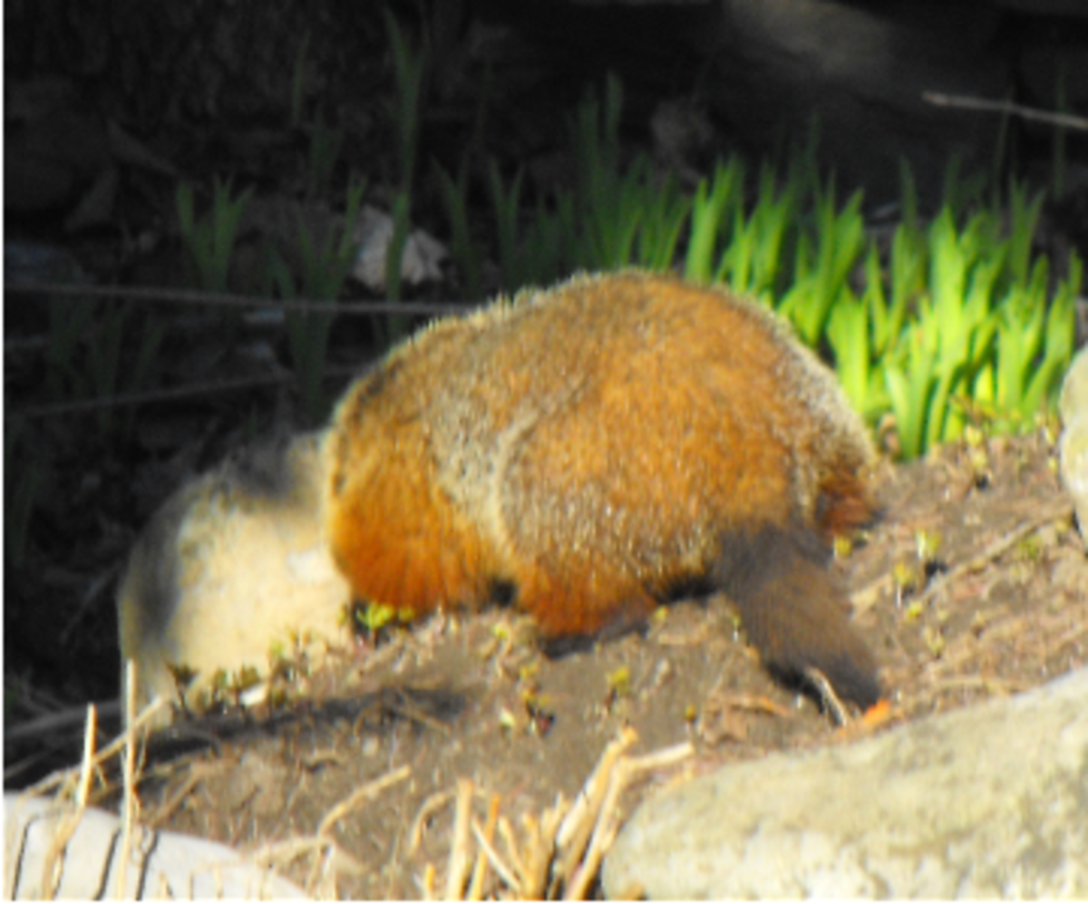 Groundhog Facts How I Live With A Groundhog In The Garden Hubpages