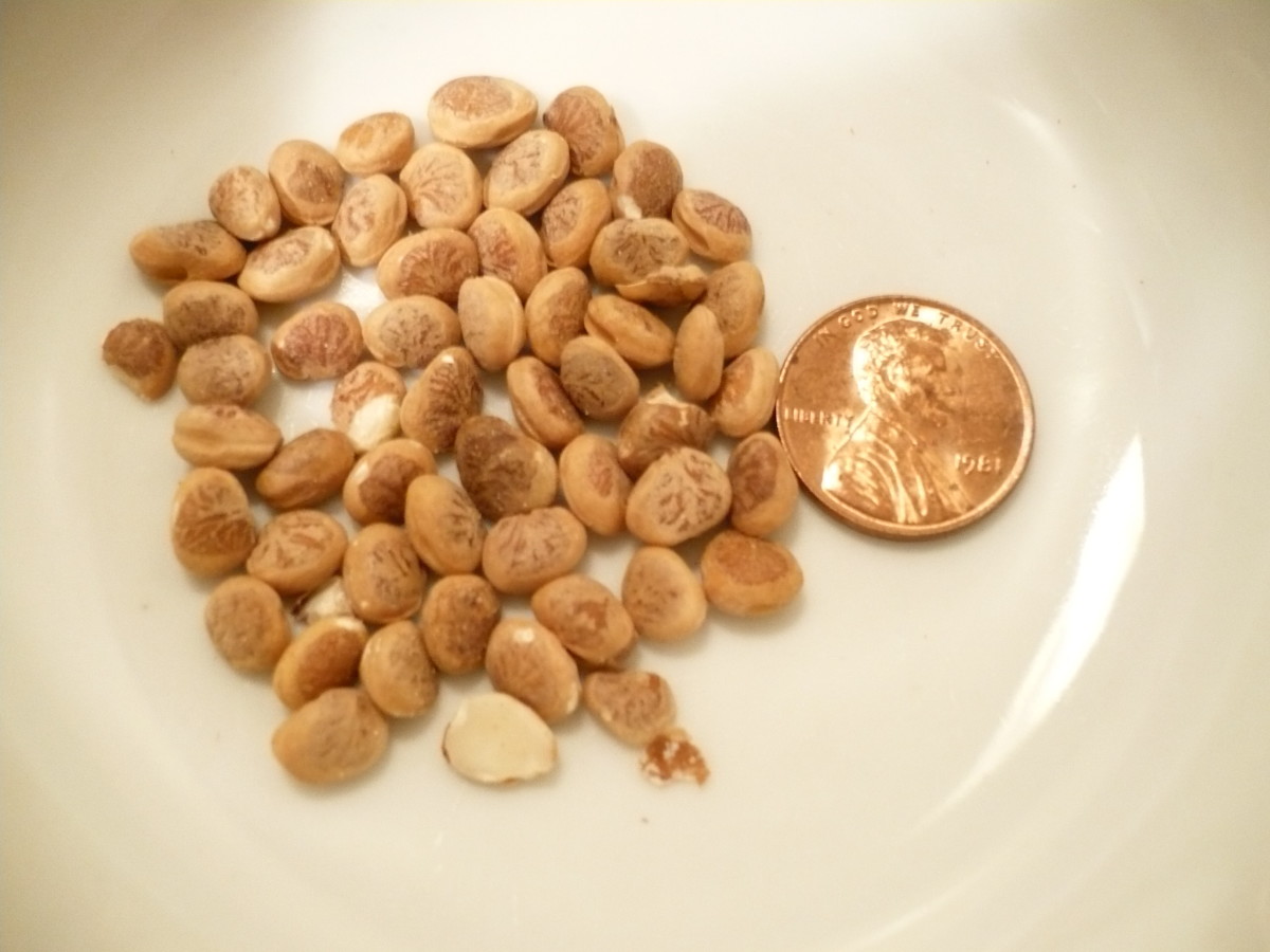 Charoli or Chilonji Seeds: the United States penny is for comparison of its size.