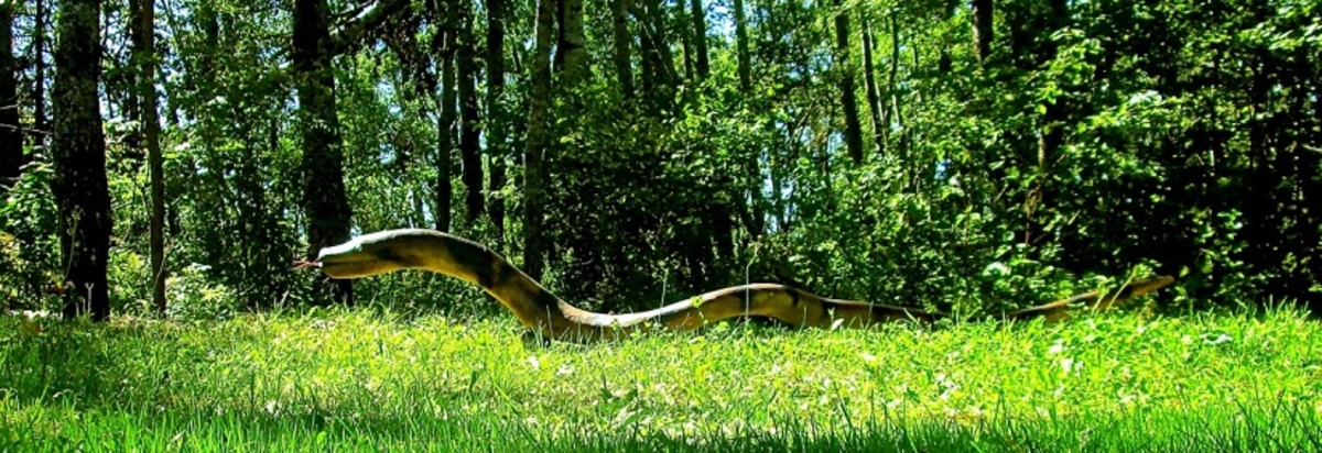 how-to-make-wood-anaconda-snakes-from-trees