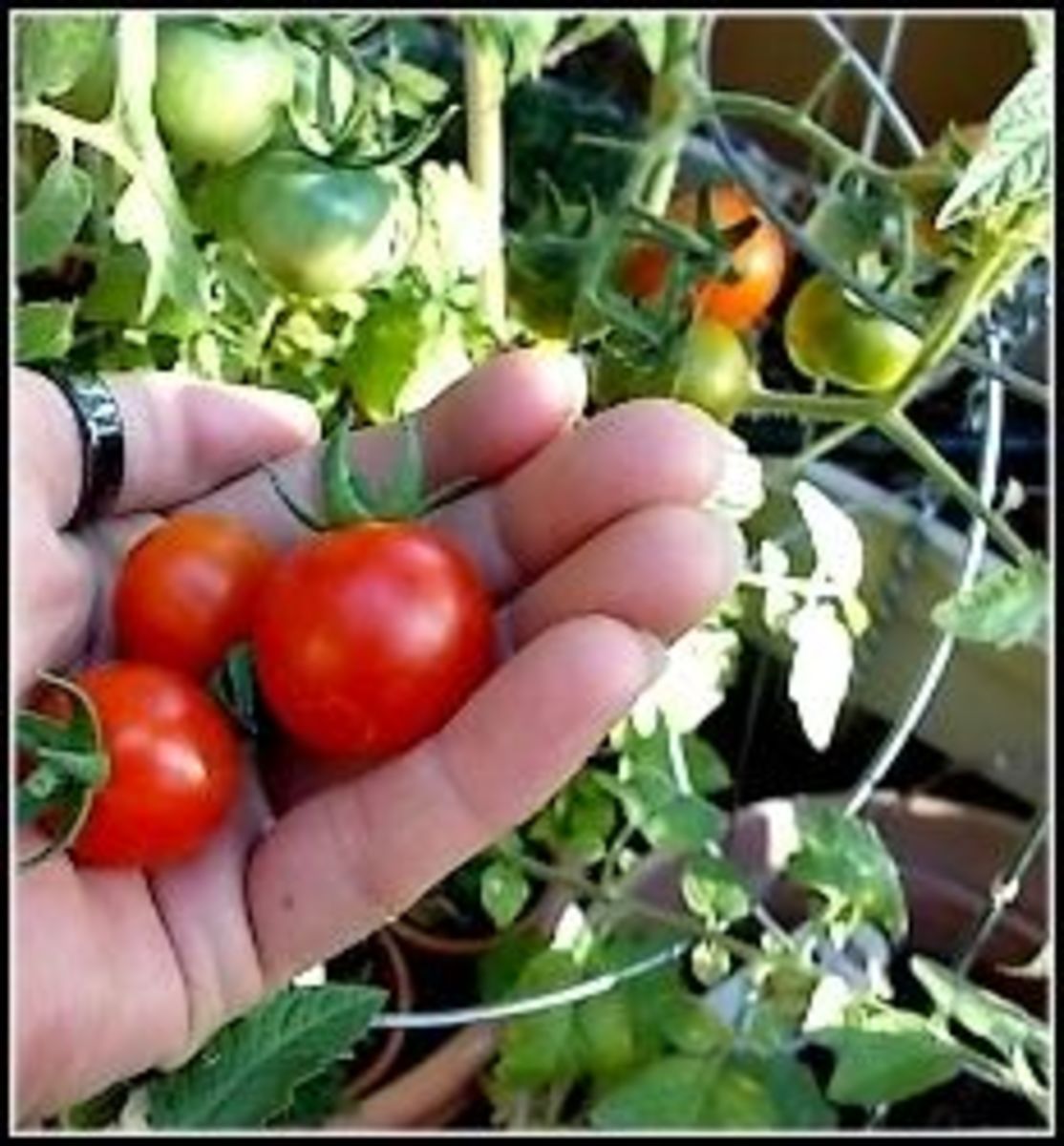 how-to-grow-cherry-tomatoes-in-desert-climates