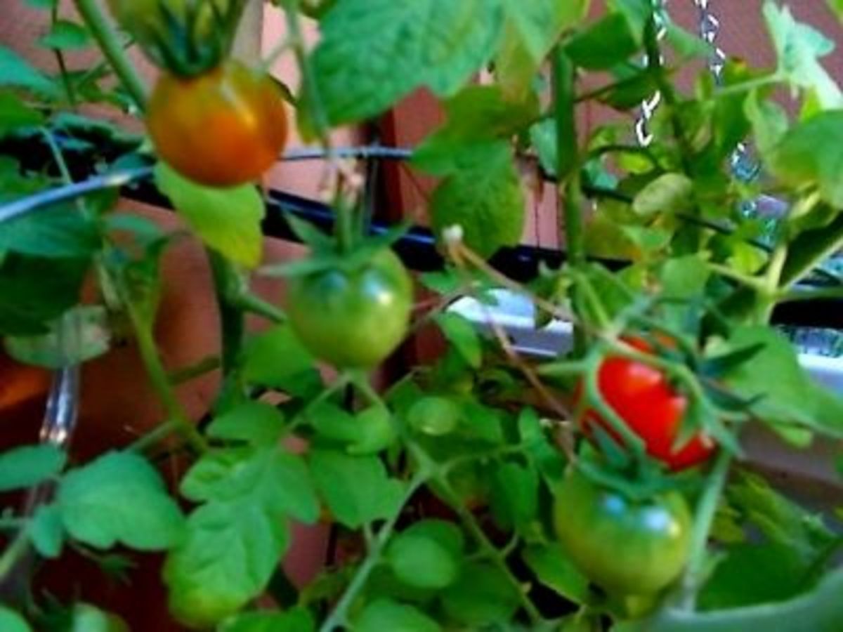 Ripening Cherry Tomatoes
