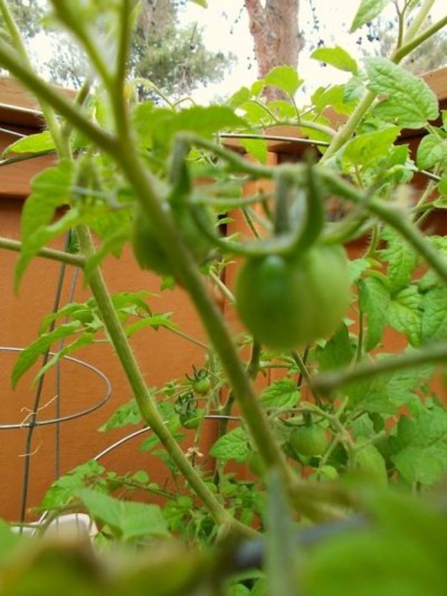 The Young Cherry Tomatoes 2013