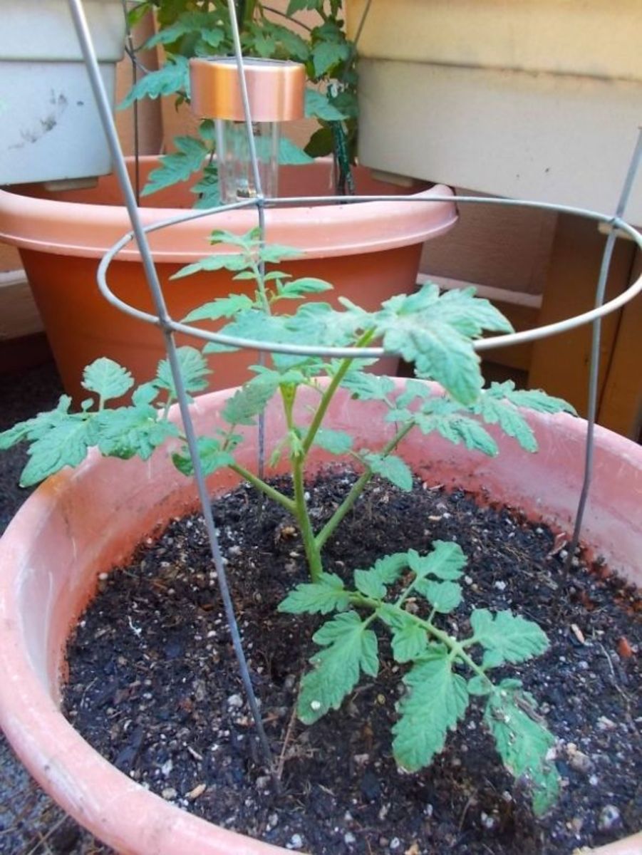 how-to-grow-cherry-tomatoes-in-desert-climates