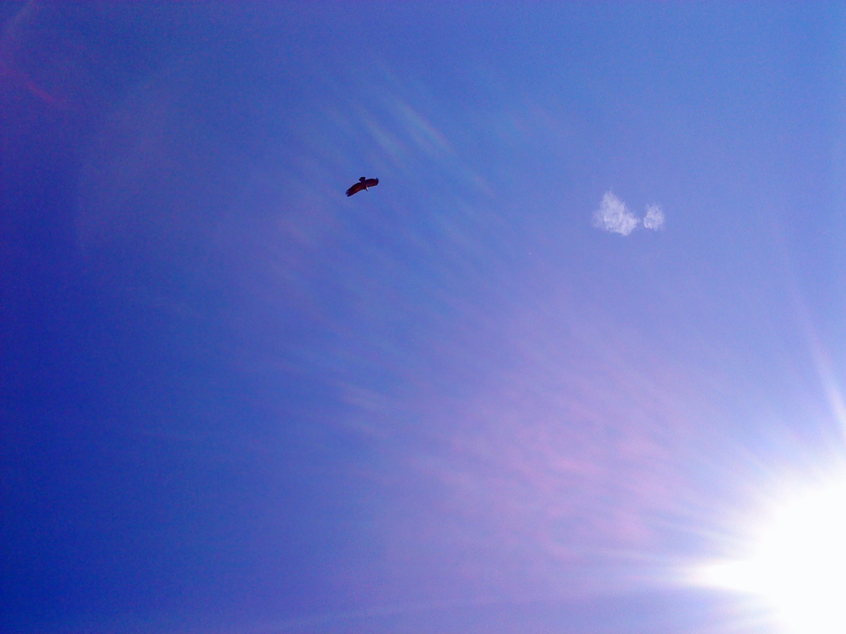 Vulture sailing overhead on a silver-blue morning.