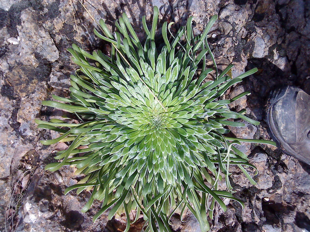 A spectacular pattern to this green rock plant.