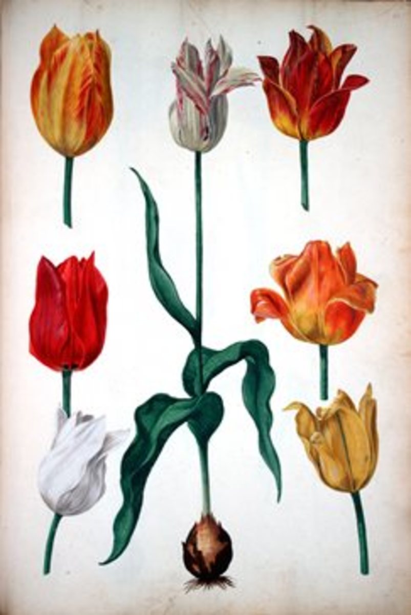 The History of Tulips HubPages
