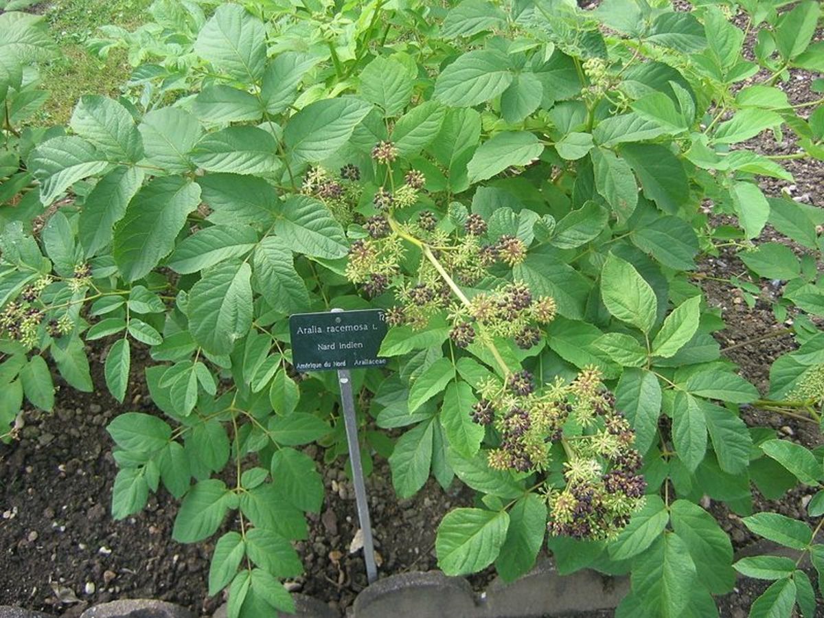 The dark purple berries of the American spikenard plant are a favorite of birds.