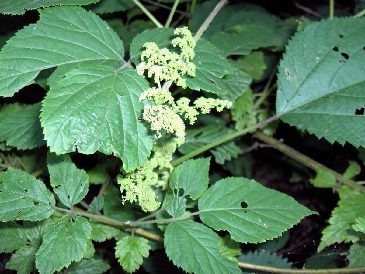 The small, white-green flowers of American spikenard appear in the summer.
