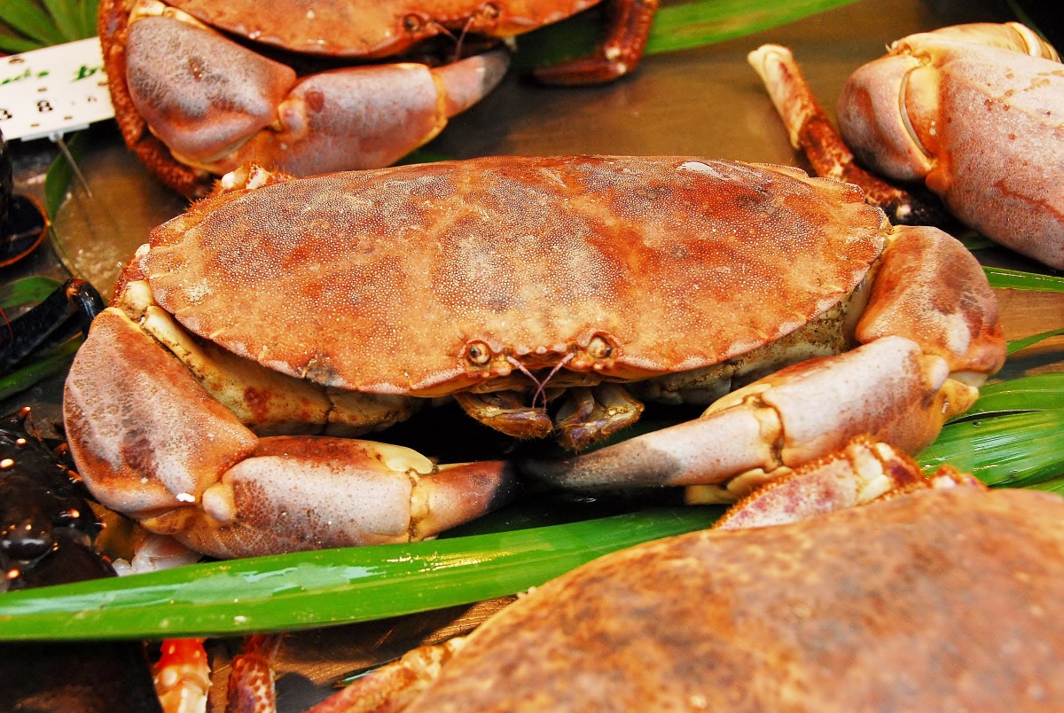 Live Crab
