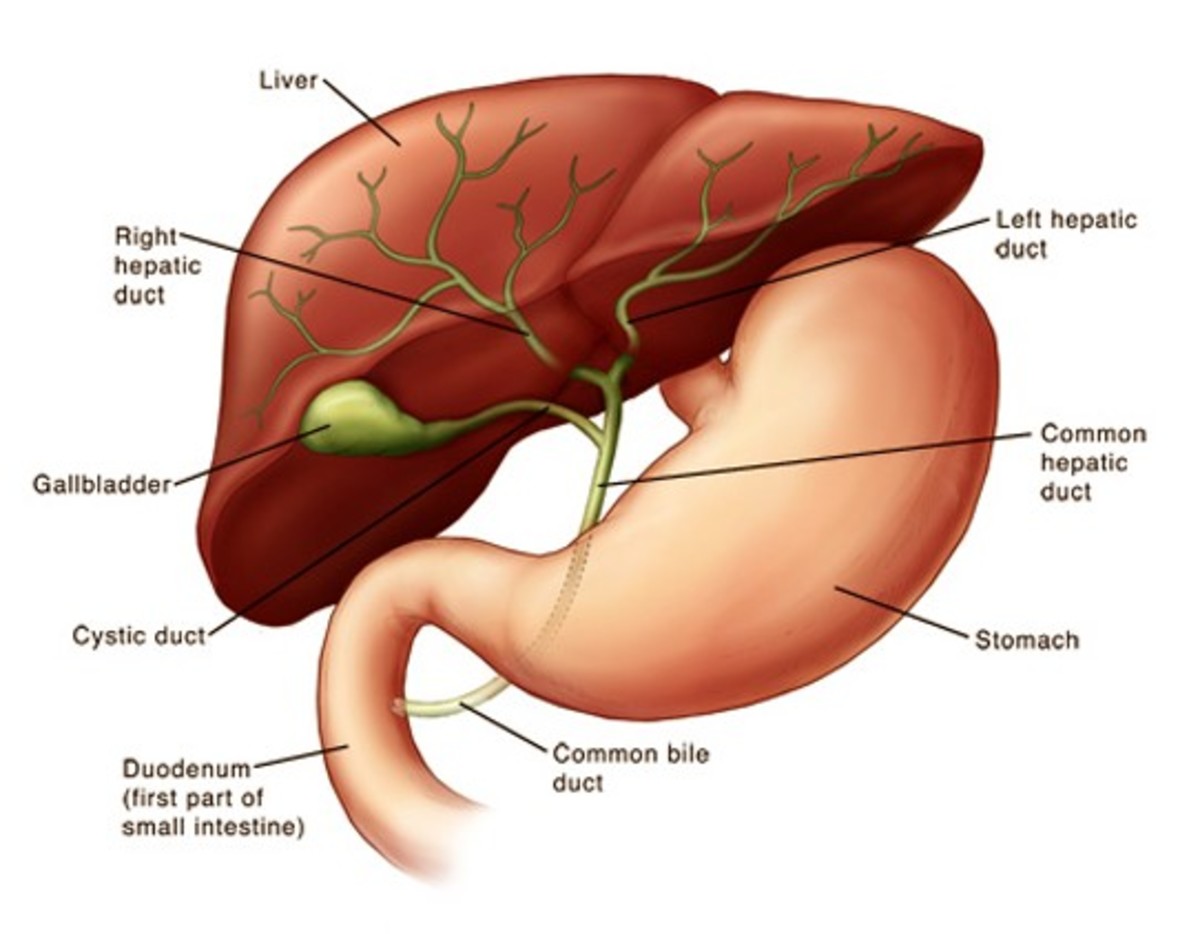 Gallbladder Sludge - Treatment, Symptoms, Removal, Diet, Causes
