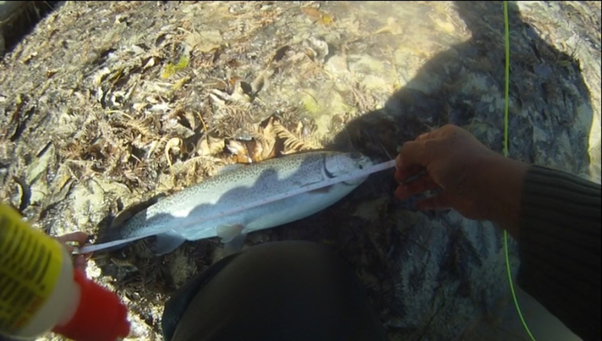 16" Rainbow Trout caught at the Guadalupe River using a Prince Nymph fishing fly!