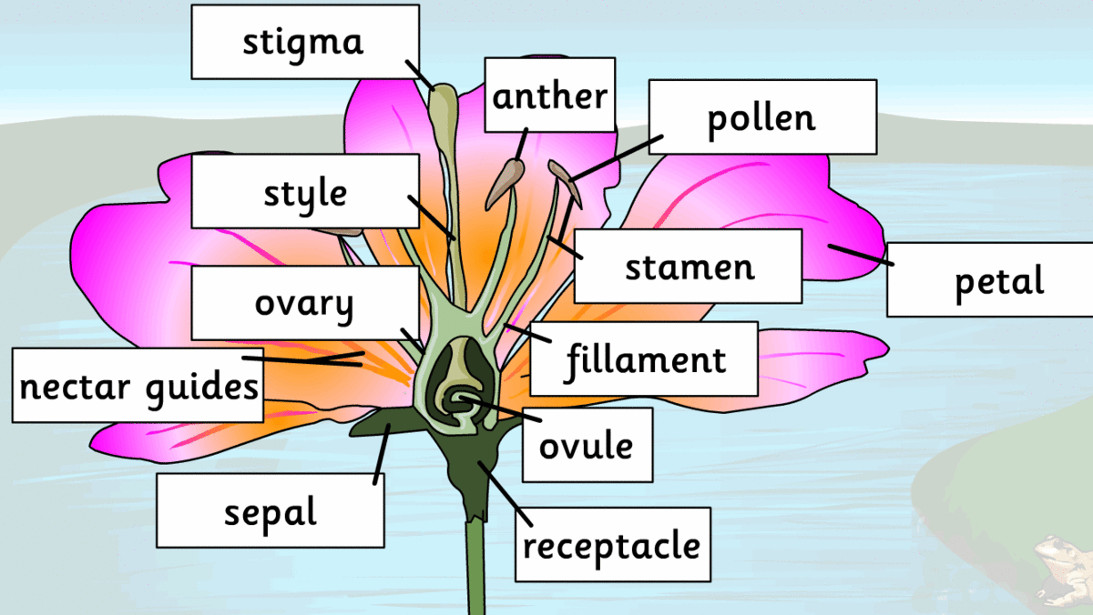 The parts of a flower.