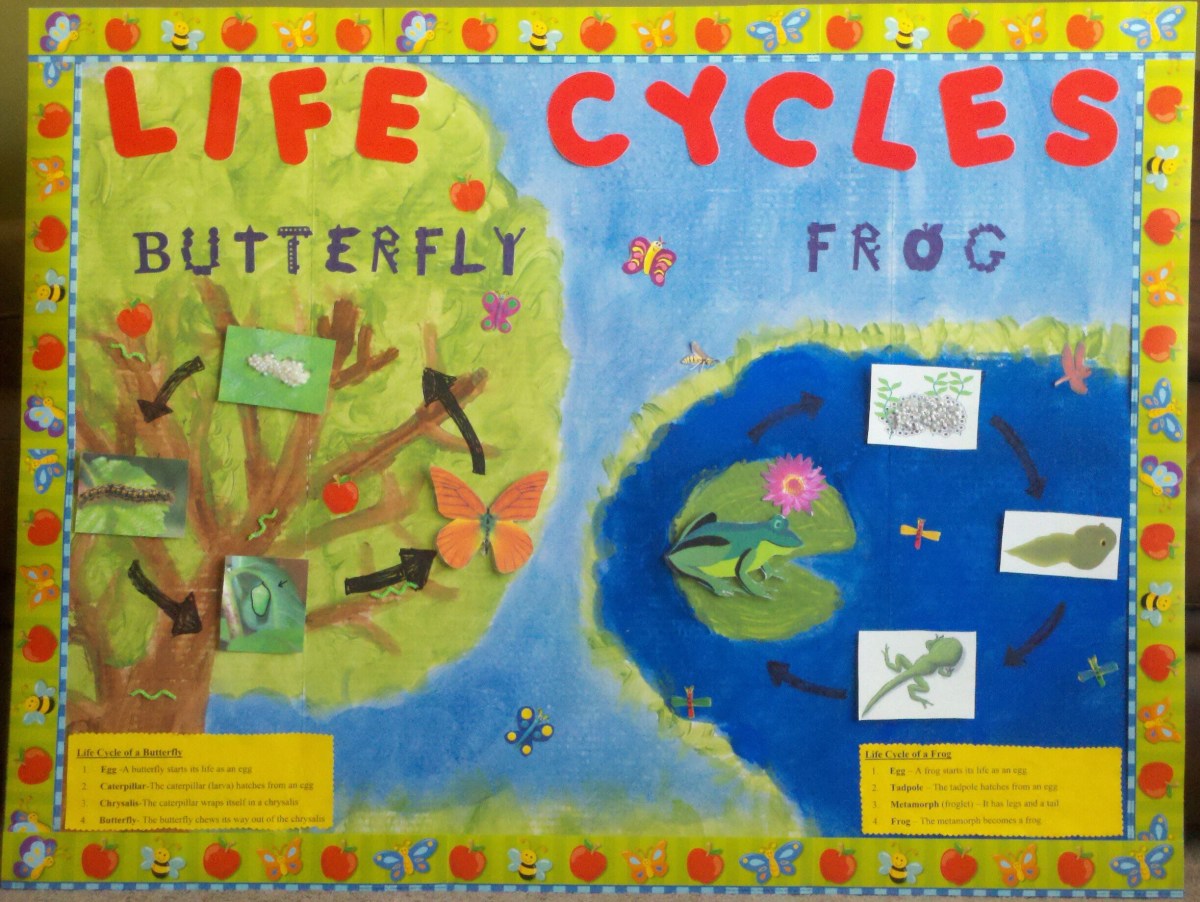 Exploring the Instructional Use of Bulletin Boards and Exhibits HubPages