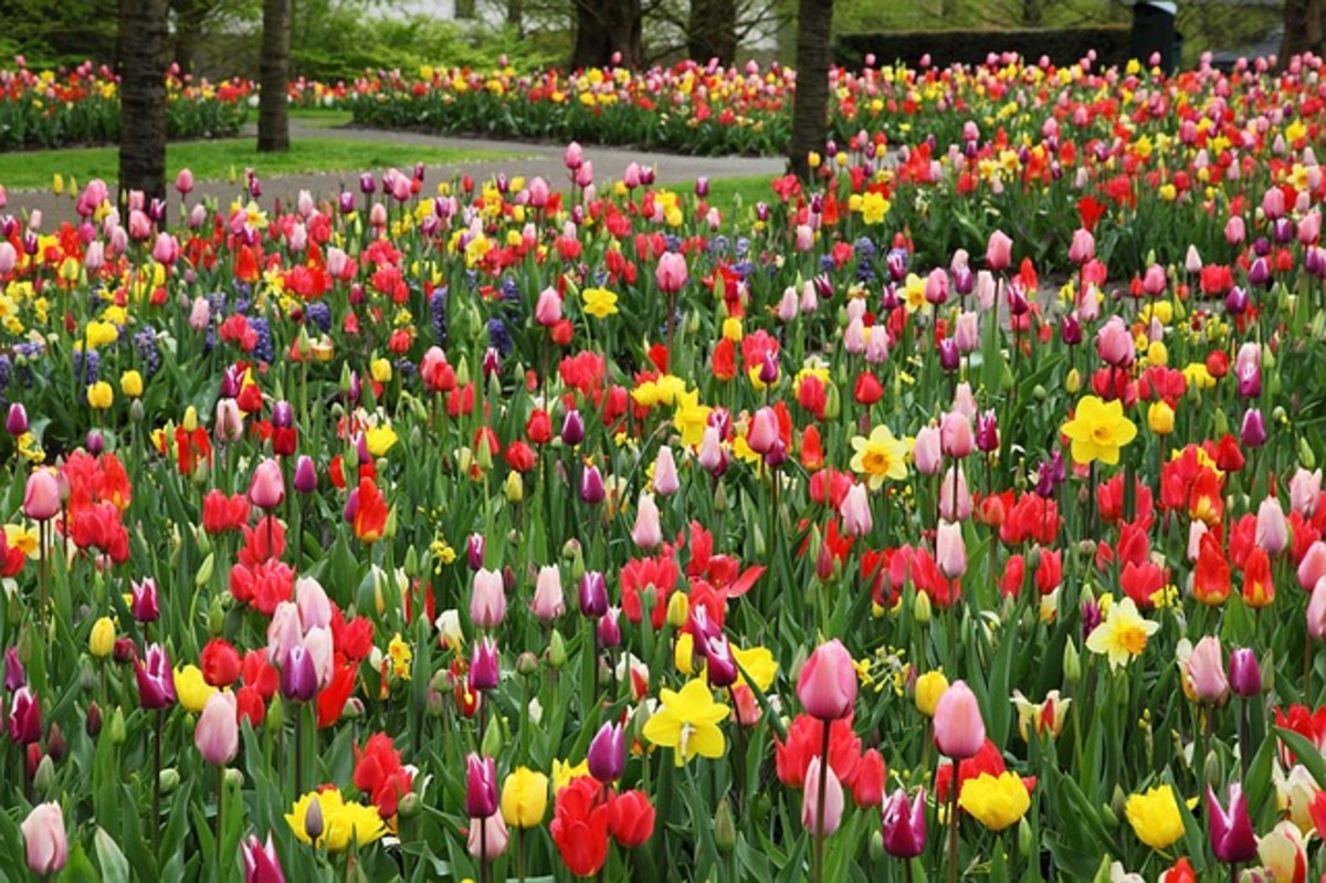 Multi-Colored Tulips