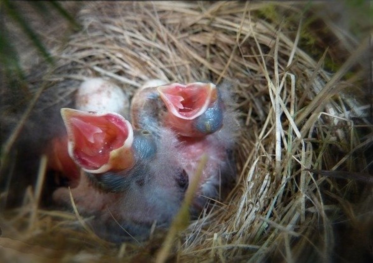Baby Birds Hatching in Nest