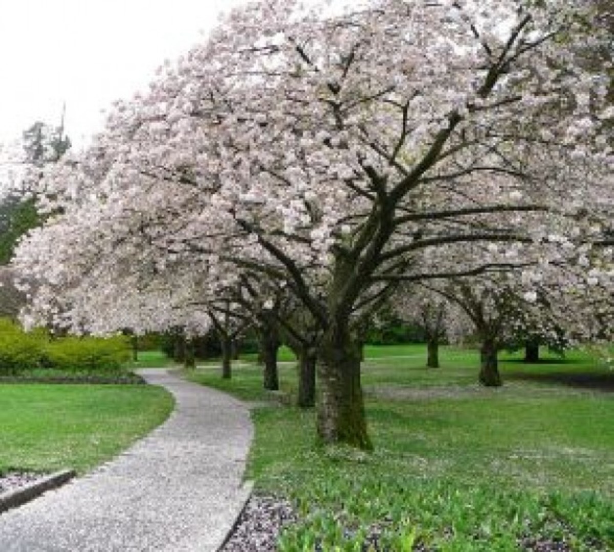 Spring Trees in the Park