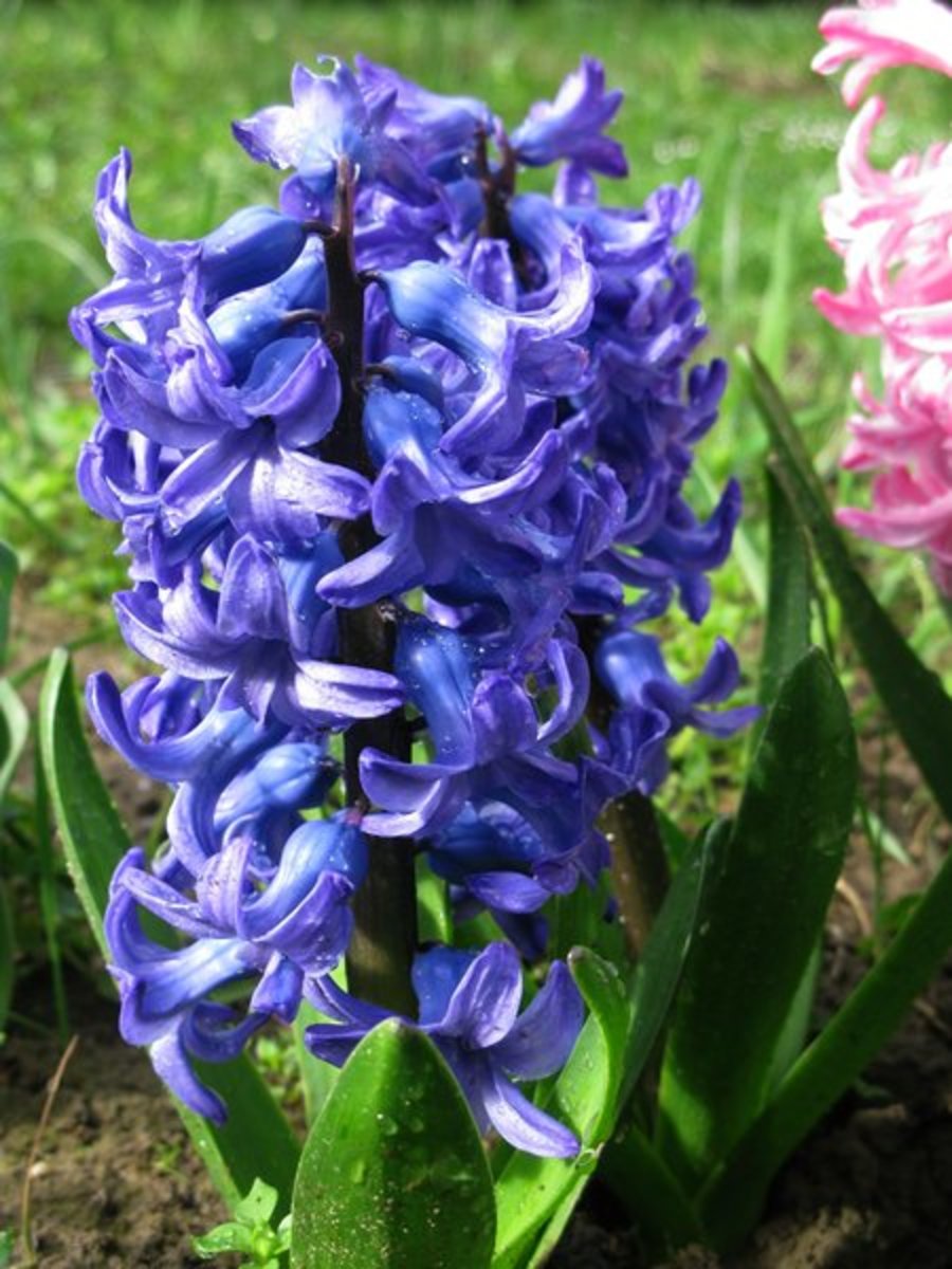 Hyacinth Close-Up