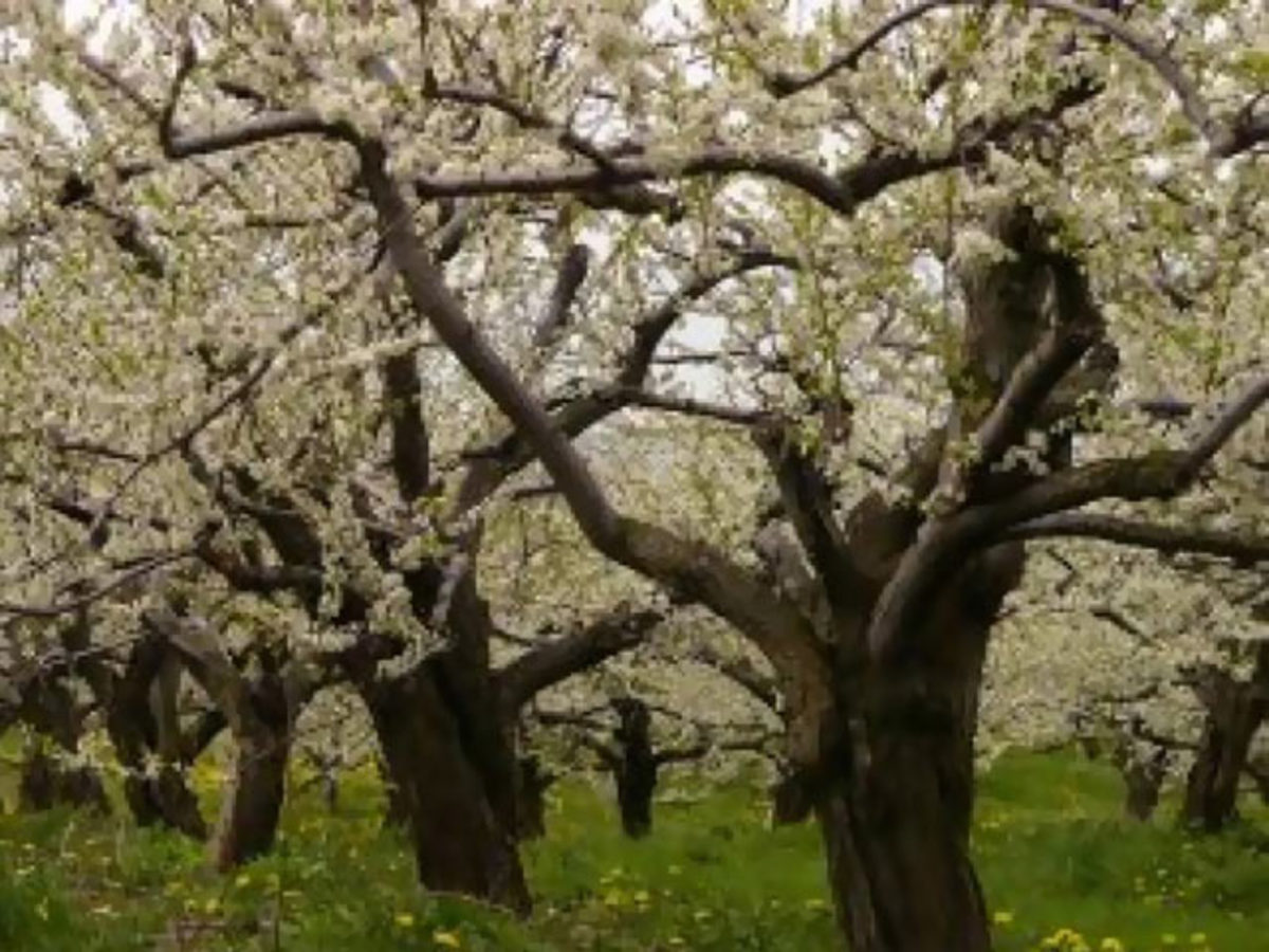 Apple Trees Blooming