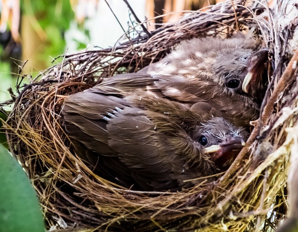 Birds in a Nest