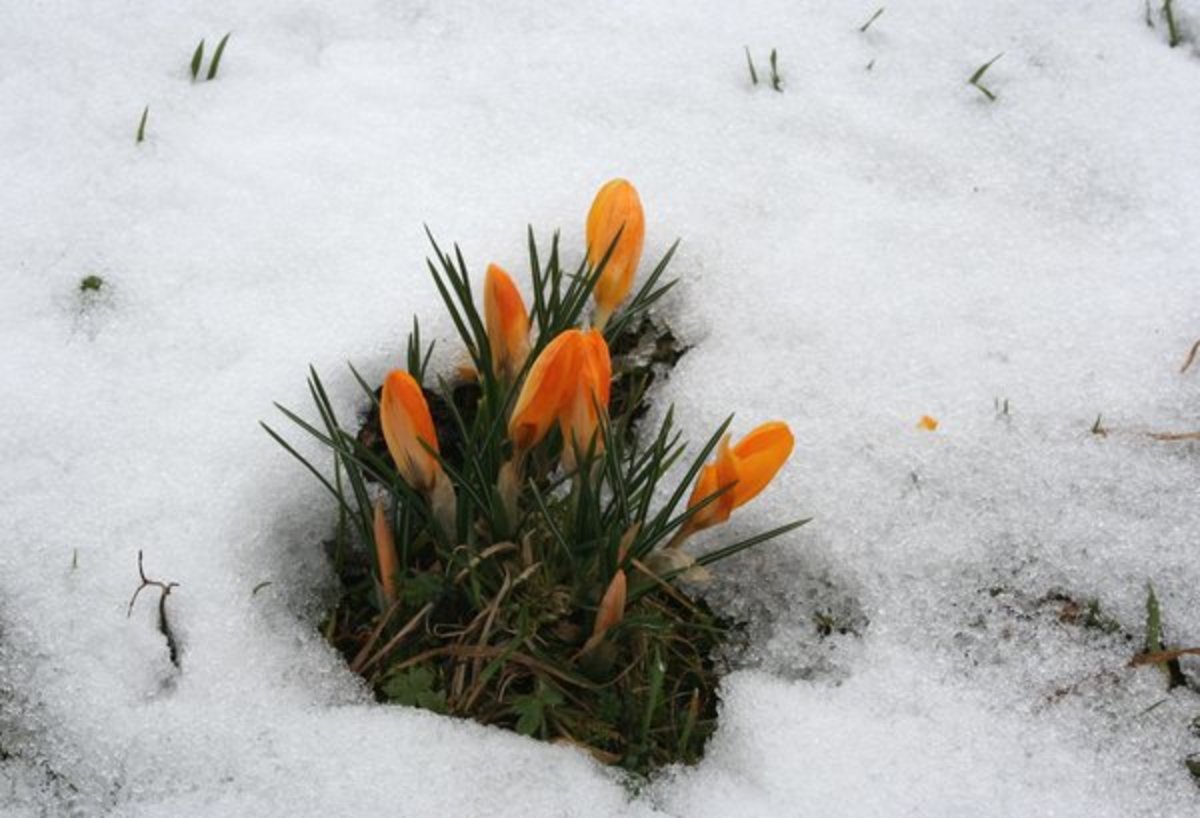 Yellow Crocus Blooming in the Snow