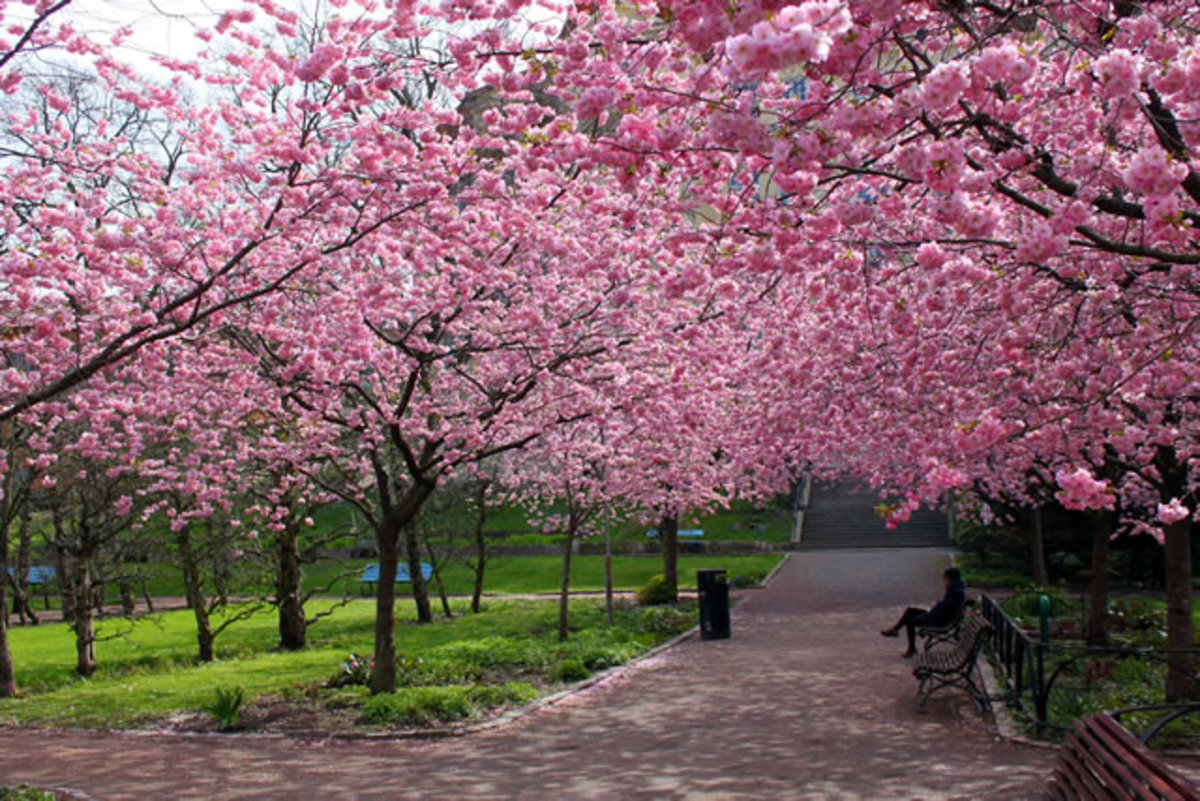 Cherry Trees in Spring