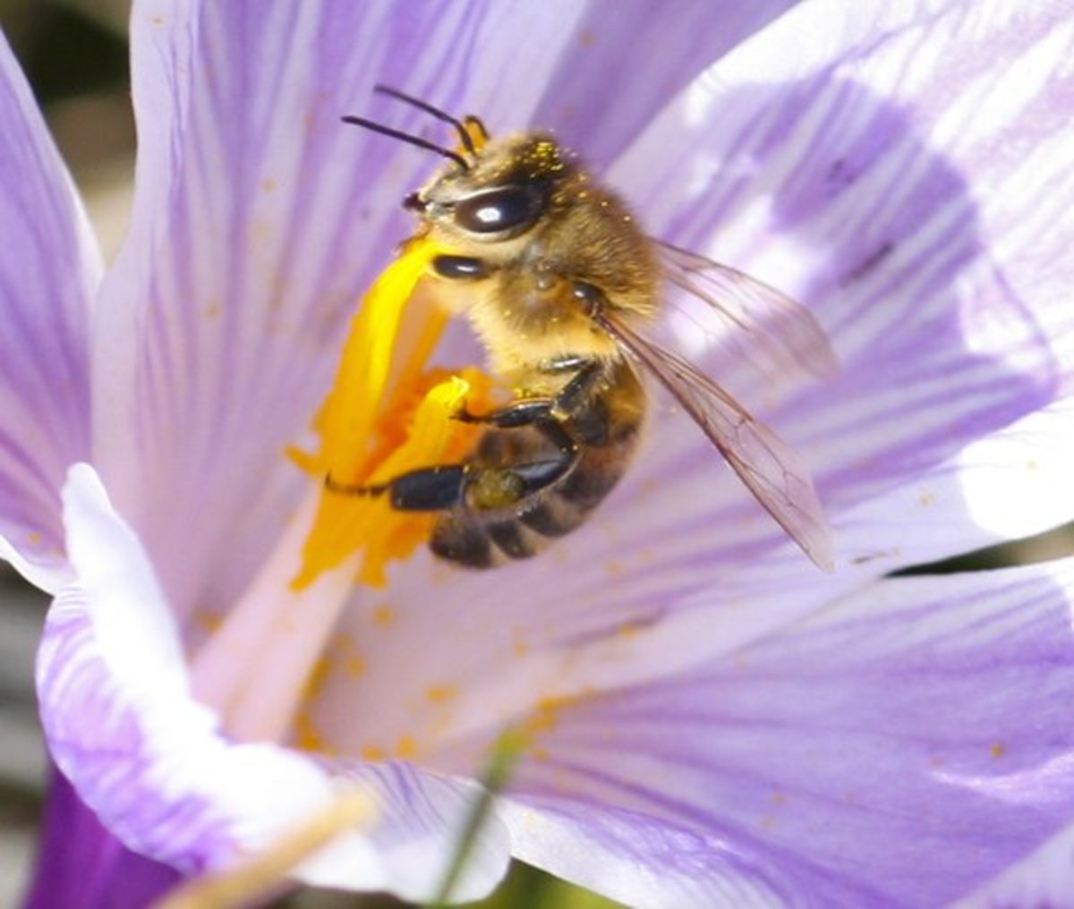 Close-Up of Honeybee