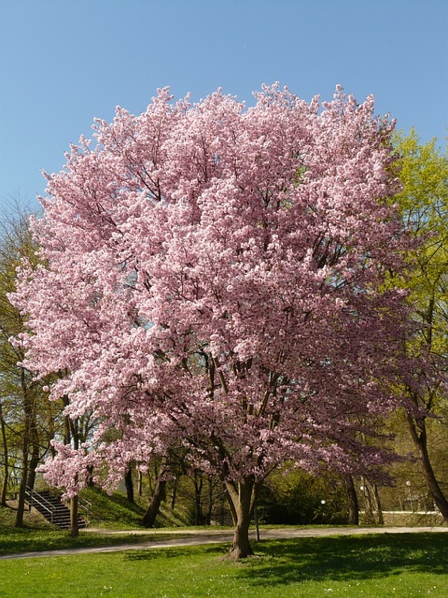 Cherry Tree in Blossom