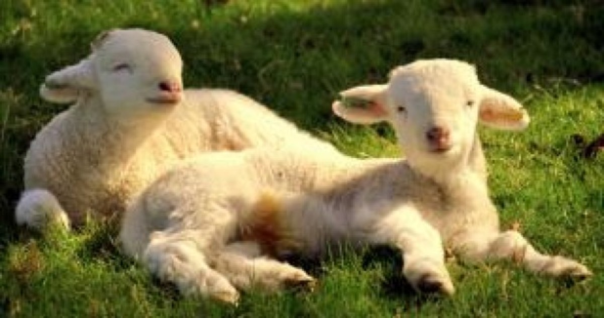 Spring Lamb Twins