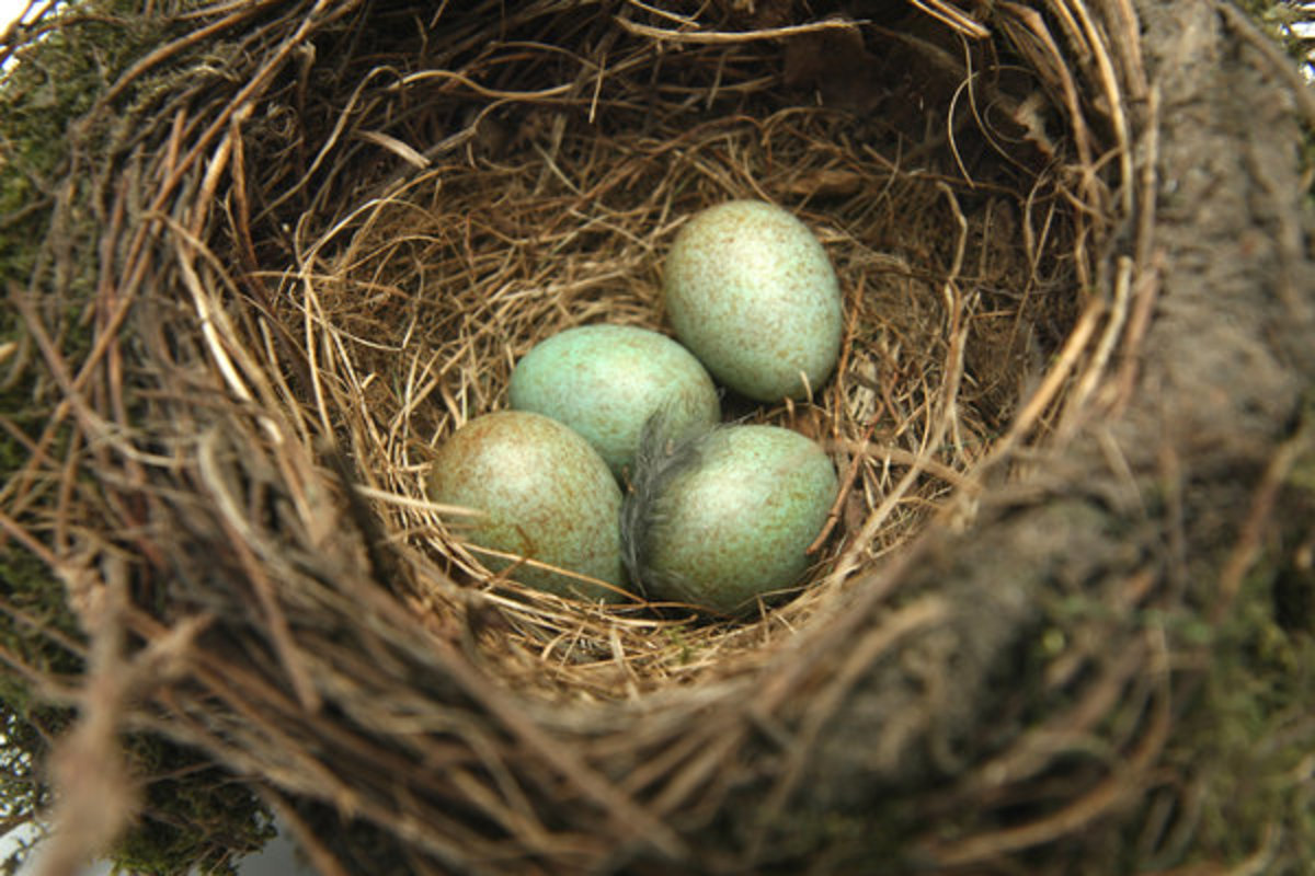 Robin's Eggs in Nest