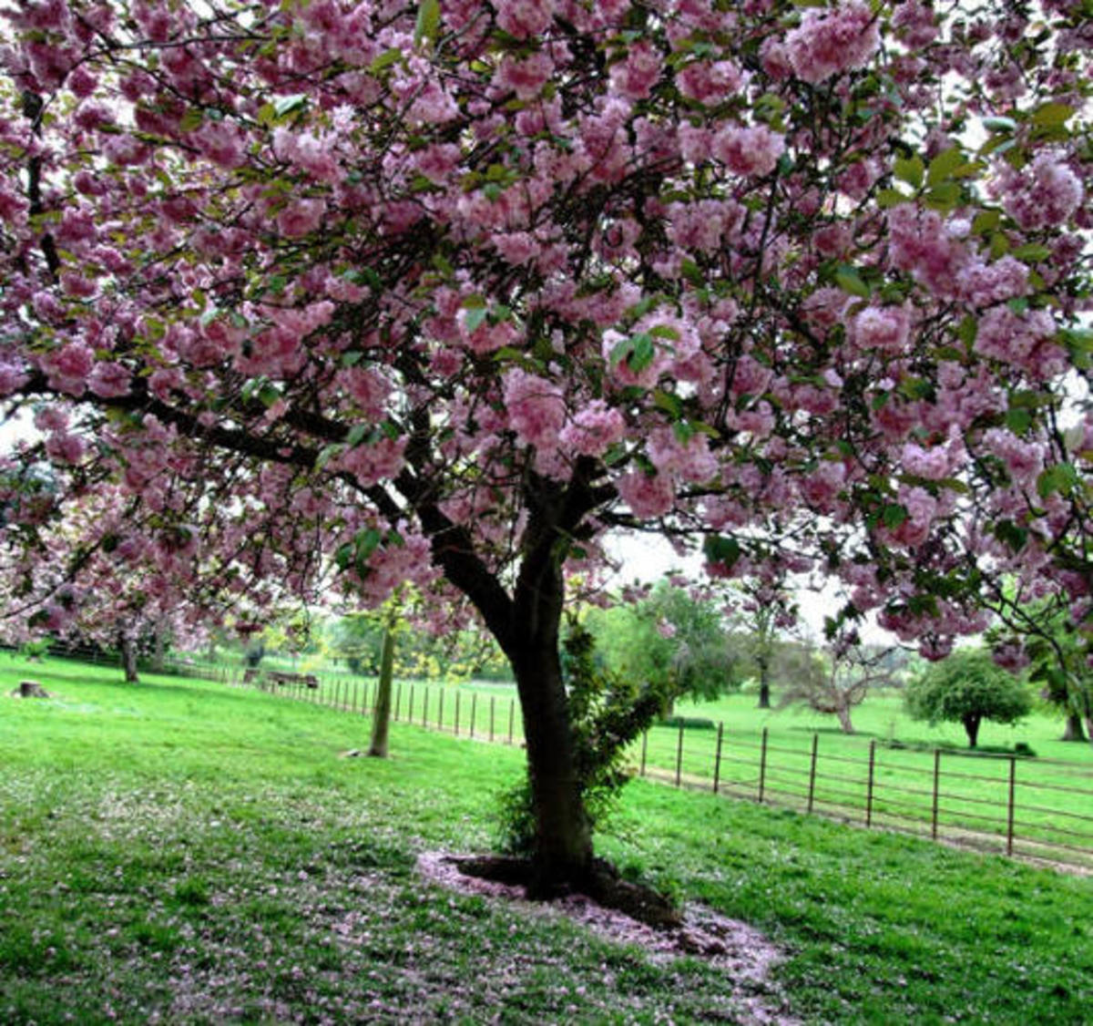 Cherry Tree with Pink Blossoms