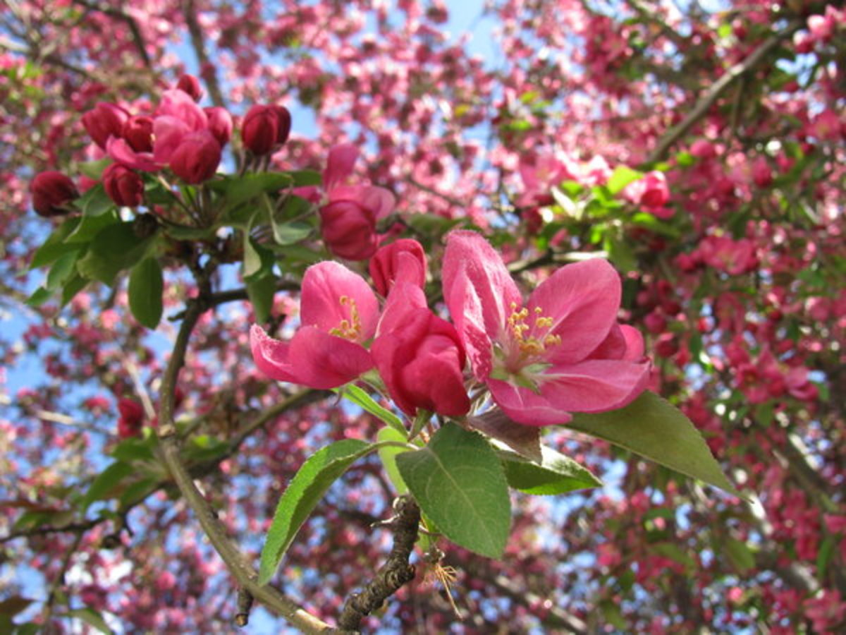 Crabapple Blossom